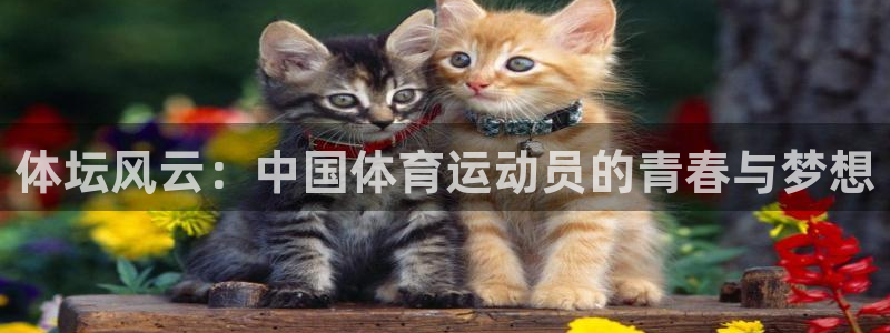 风速体育nba免费直播